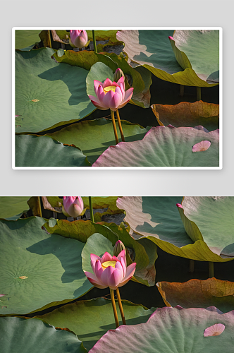 莲花特写摄影高清图片