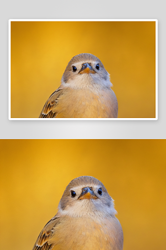 鸟类黄色背景纹理特写摄影高清图片