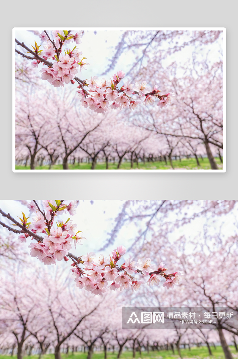 春天樱花背景图片素材