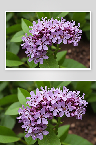 春天紫色丁香花香料植物叶子花簇开花图片