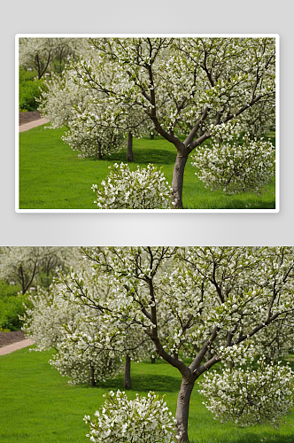 春天植物园梨树开花了图片