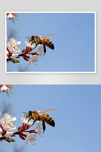 春天枝头忙碌蜜蜂图片