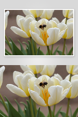 春天郁金香蜜蜂图片