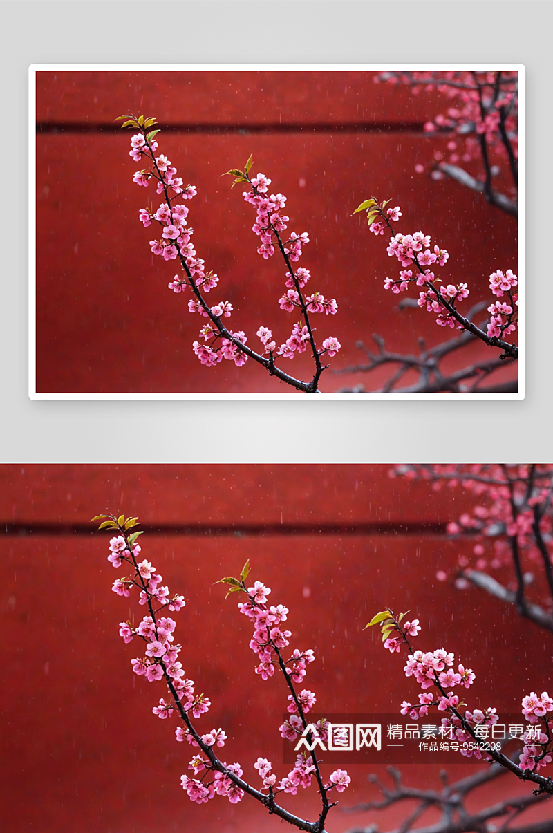 春天雨中红墙映衬下粉色榆叶梅图片素材