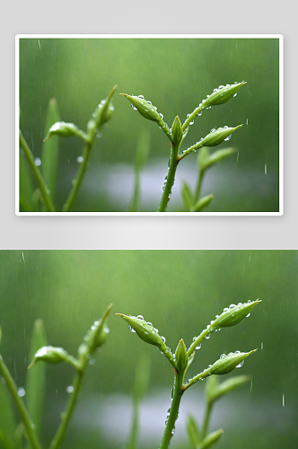 春天雨中带水珠茁壮成长植物嫩芽图片