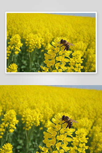 春天油菜花丛中蜜蜂图片