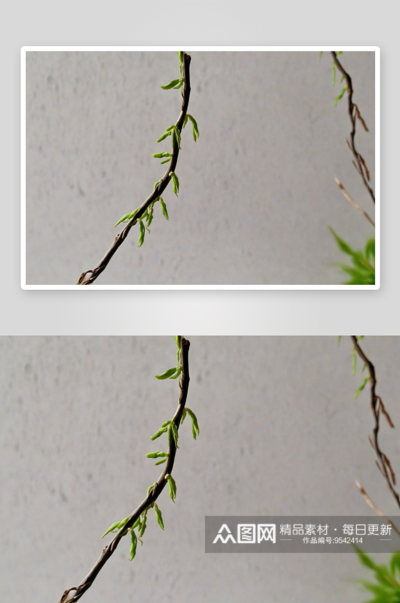 春天刚刚发芽柳树枝条图片素材