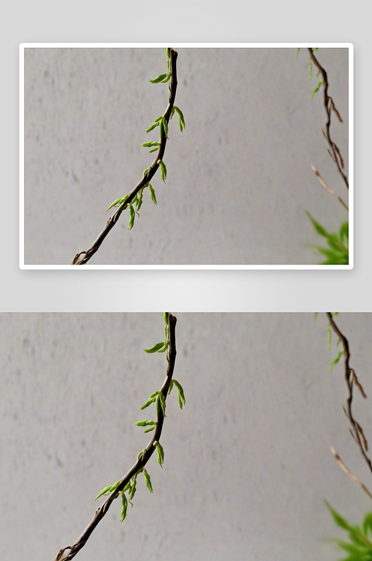 春天刚刚发芽柳树枝条图片