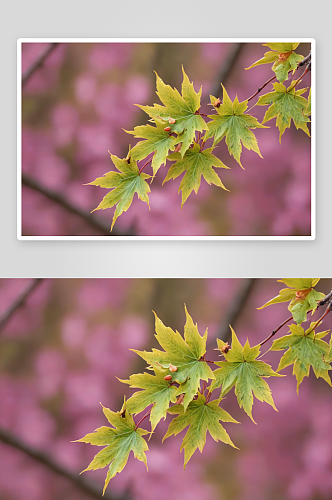 春天枫树槭树开花特写图片