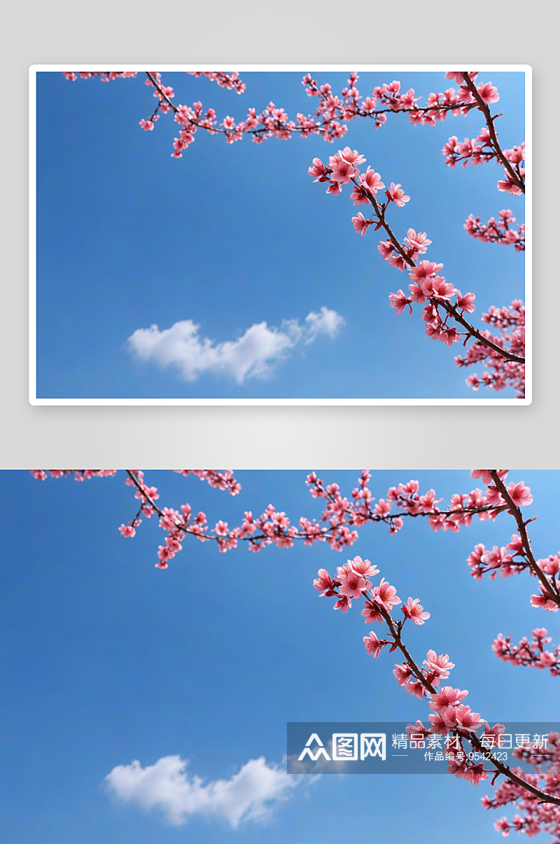 春天粉色绽放桃花漫天飞舞花瓣图片素材