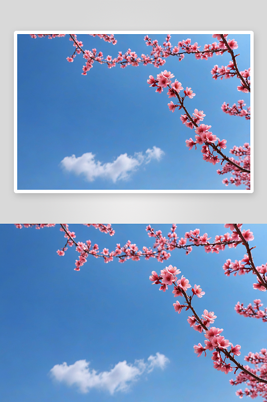 春天粉色绽放桃花漫天飞舞花瓣图片