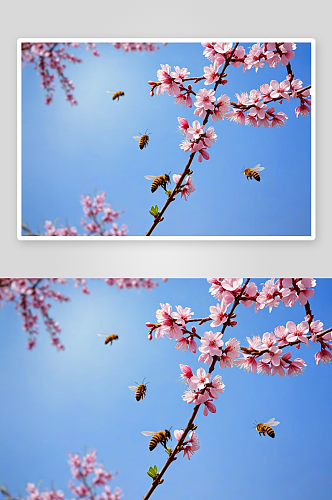 春天春花烂漫蜜蜂正采蜜图片