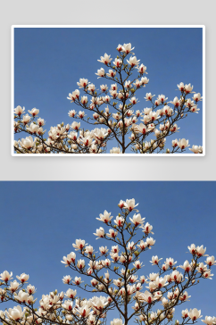春天白色玉兰花绽放红灯笼图片