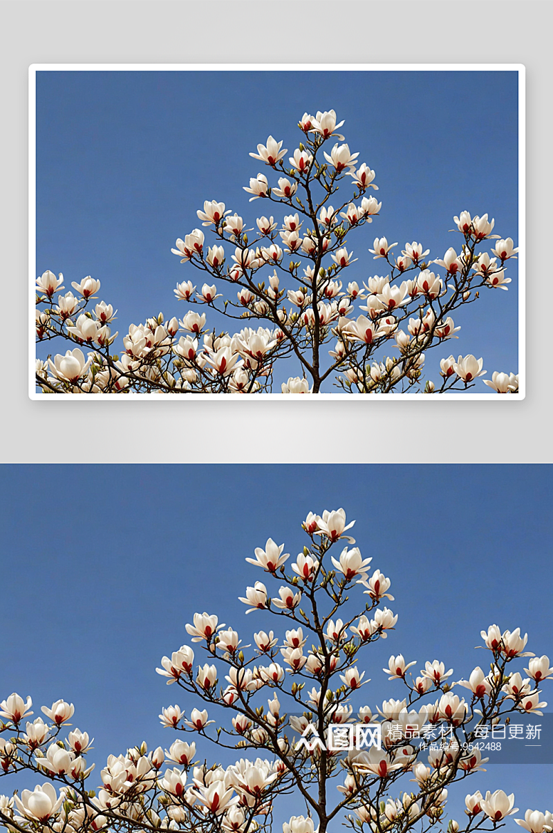 春天白色玉兰花绽放红灯笼图片素材