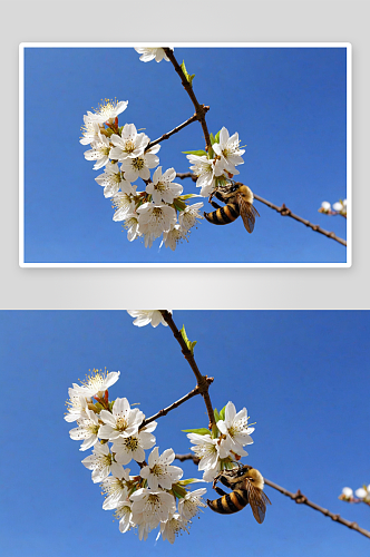 春天白色樱桃花蜜蜂采蜜图片