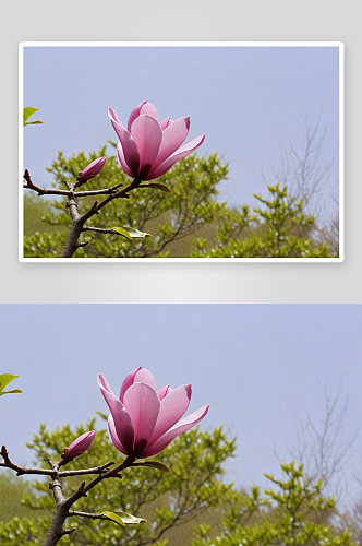 春日下粉紫色玉兰花图片