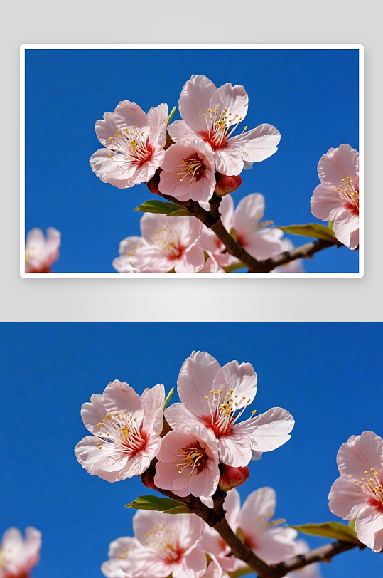 春季桃花杏花梨花都开了图片