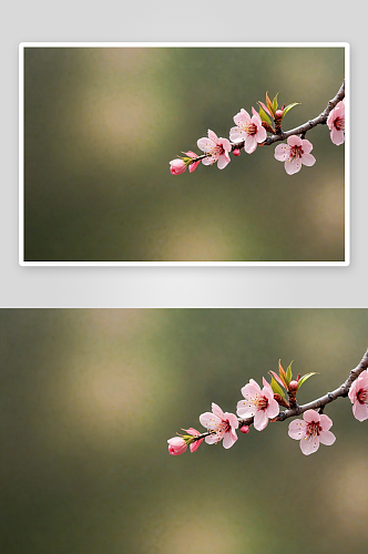 春季桃花开放背景图图片