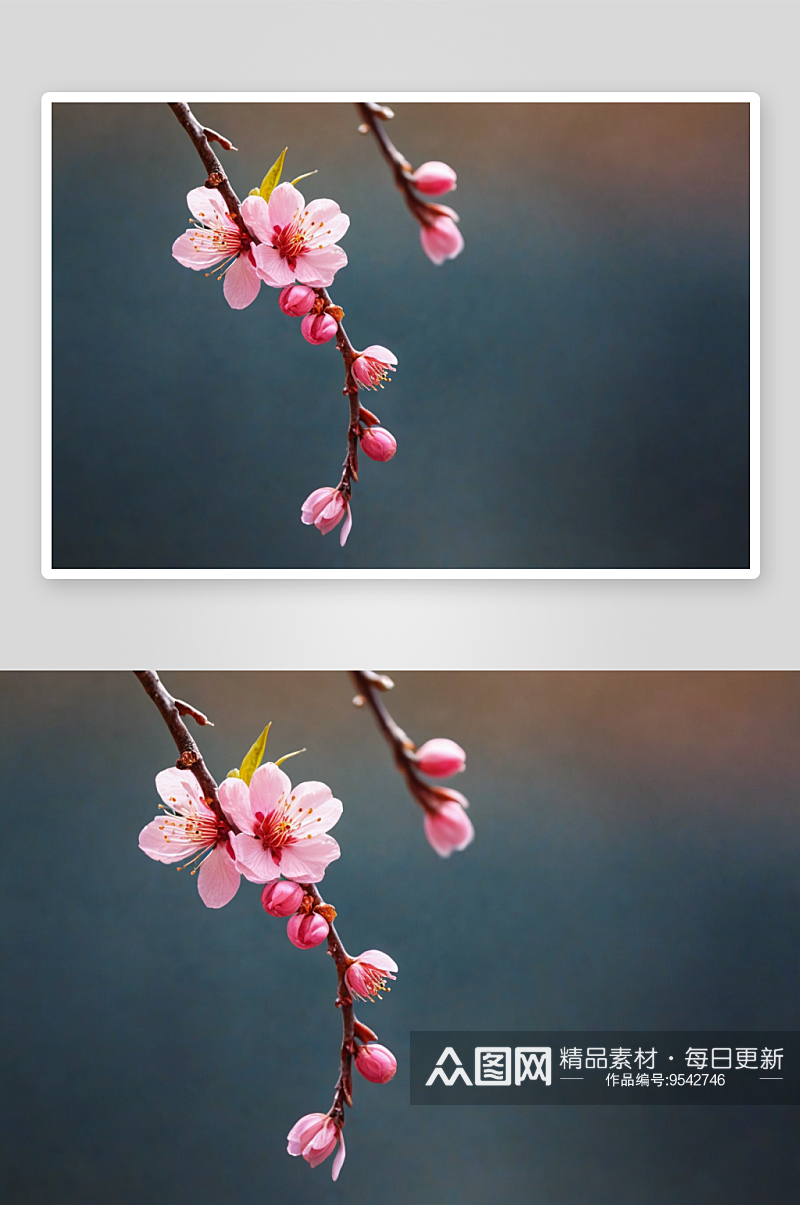 春季粉红桃花特写图片素材