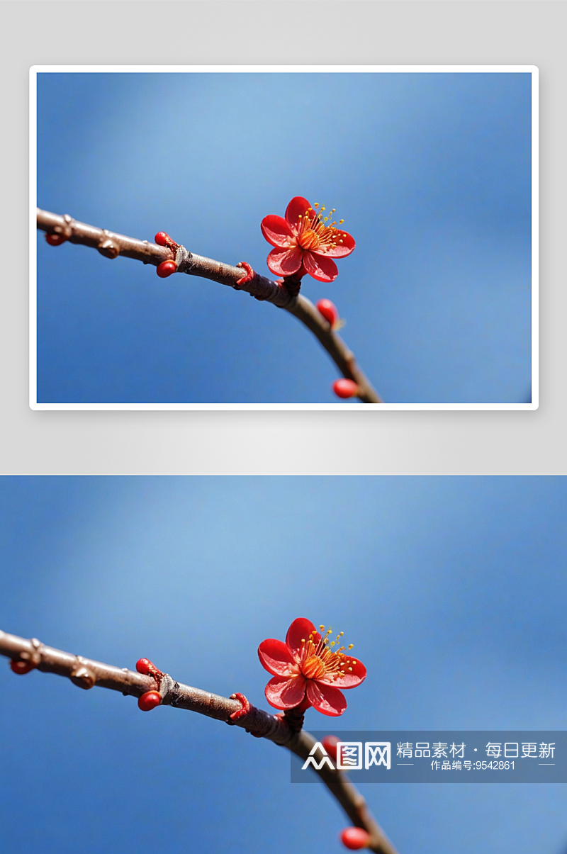 初春一朵蓝色背景下红色梅花图片素材