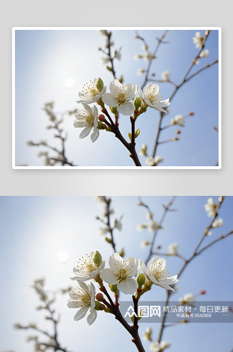 初春含苞待放白色梅花图片素材