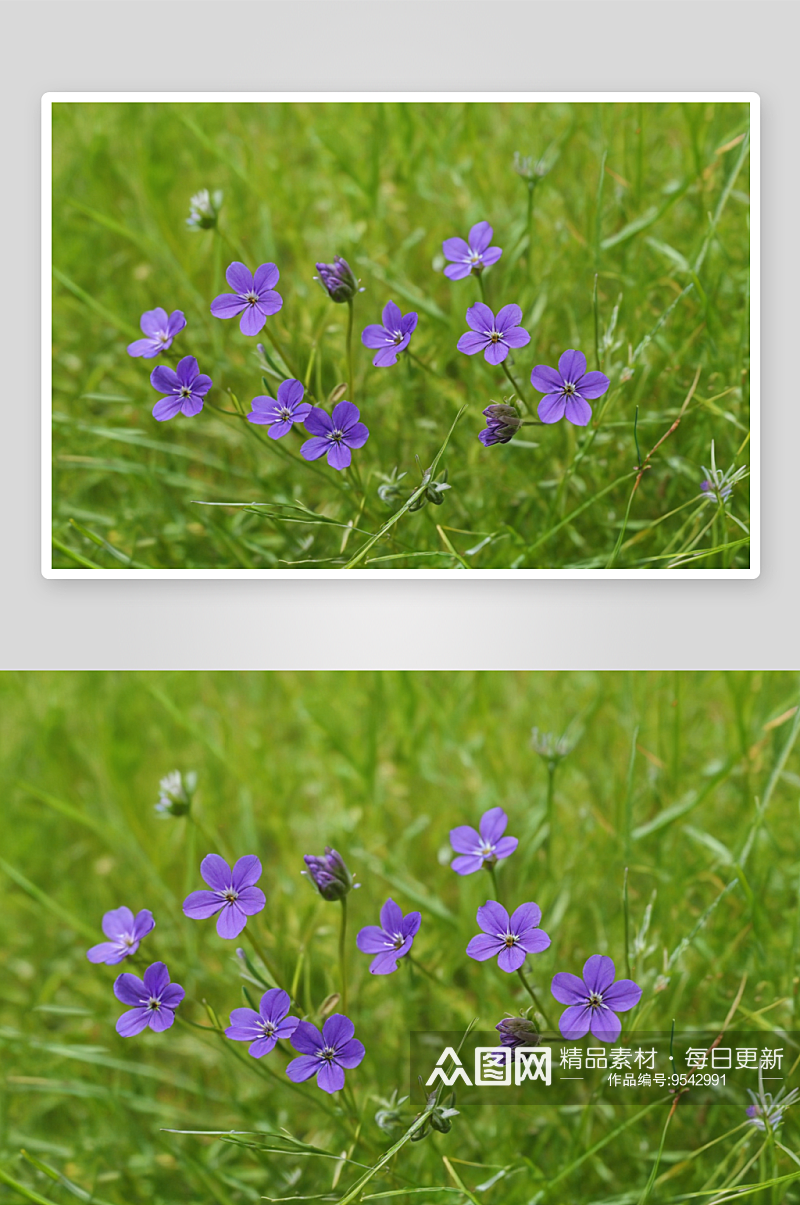 草原盛开一撮紫色小花图片素材