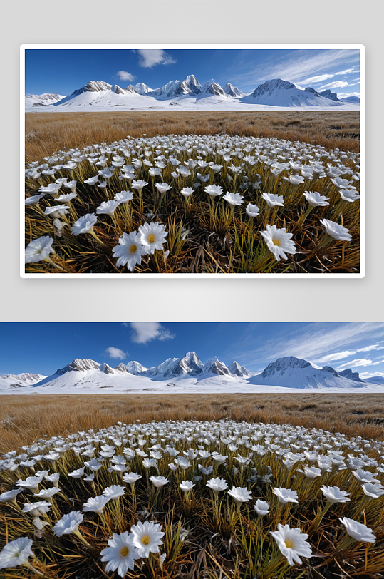 草原冰顶花高清特写花卉图片