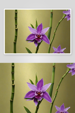 扁竹兰紫花绿叶图片