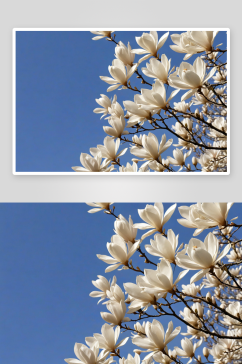 白色玉兰花盛开图片