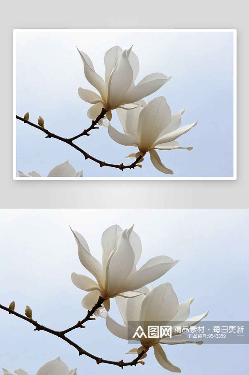 白色玉兰花高清特写花卉图片素材