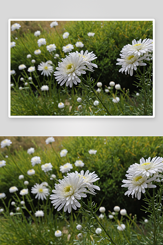 白色绣线菊蜂麻黄草珍珠梅石楠花图片