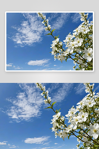 白色开花植物低角度视图图片