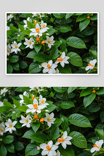 白色橘子花绿叶非常搭配图片