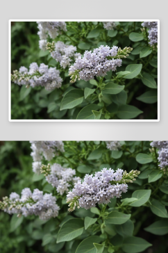 白色淡紫色丁香花花丛花簇特写图片