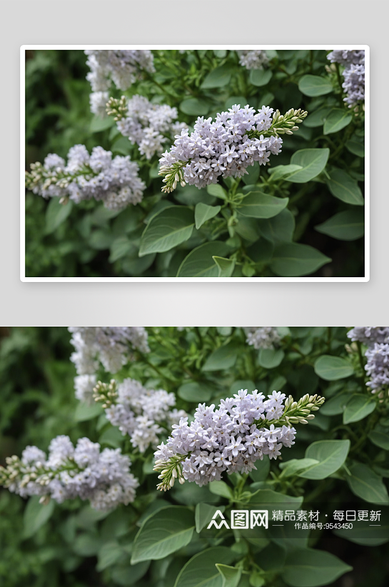 白色淡紫色丁香花花丛花簇特写图片素材