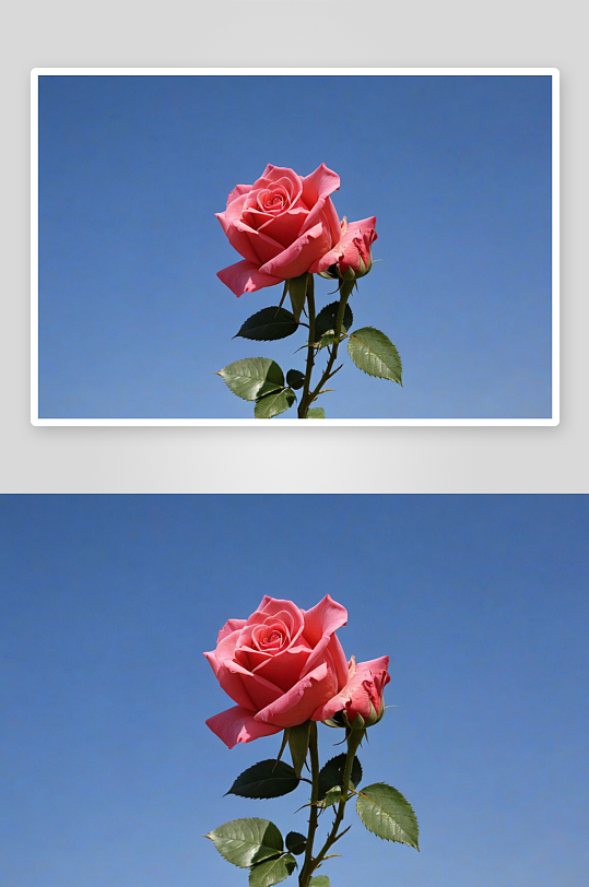 玫瑰月季鲜花浪漫爱情图片