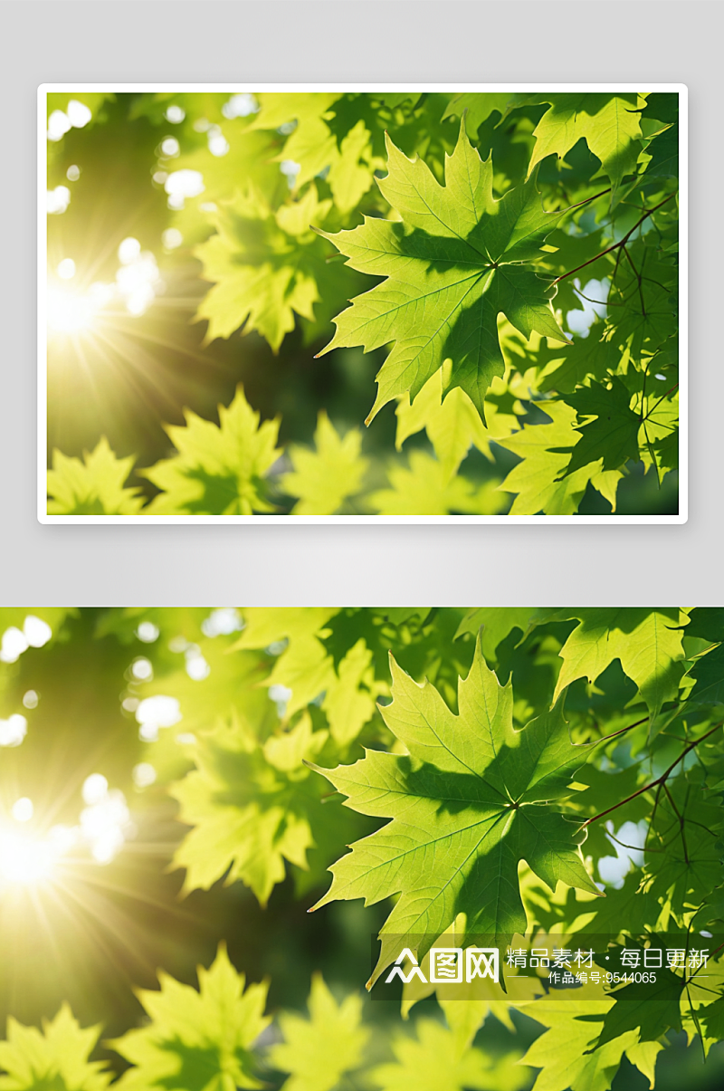 绿色植物叶子枫叶阳光图片素材