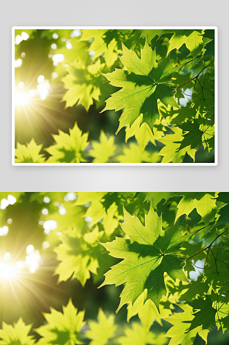 绿色植物叶子枫叶阳光图片