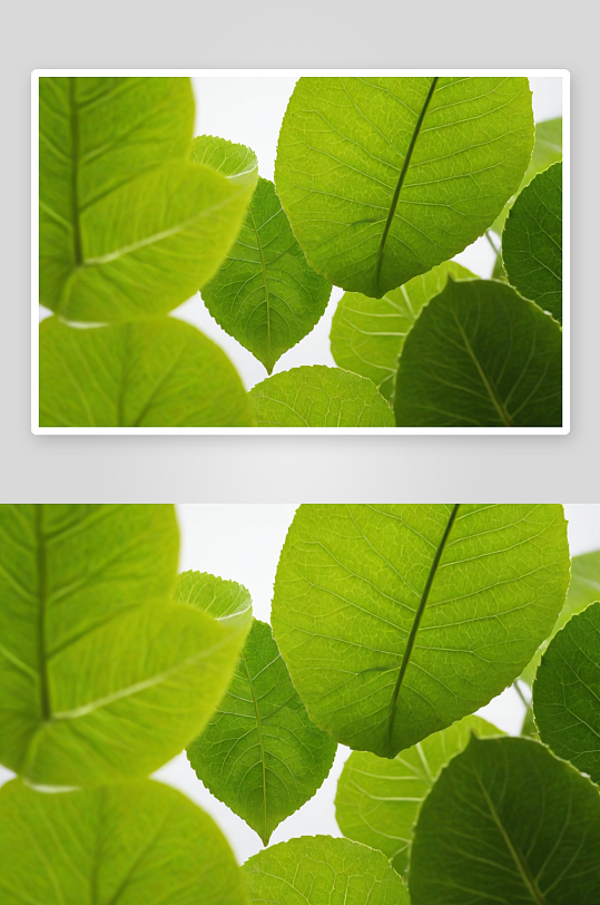 绿色植物树叶局部特写图片
