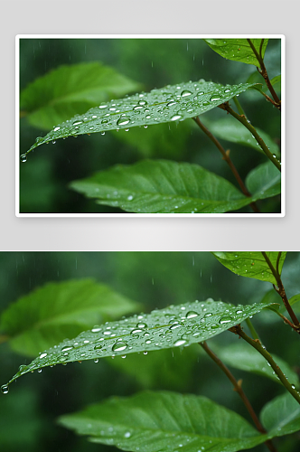 绿色叶子水滴雨季图片