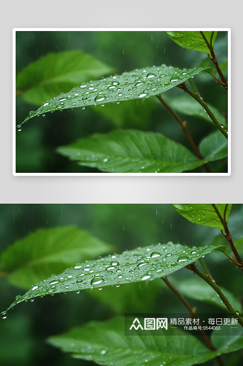 绿色叶子水滴雨季图片素材