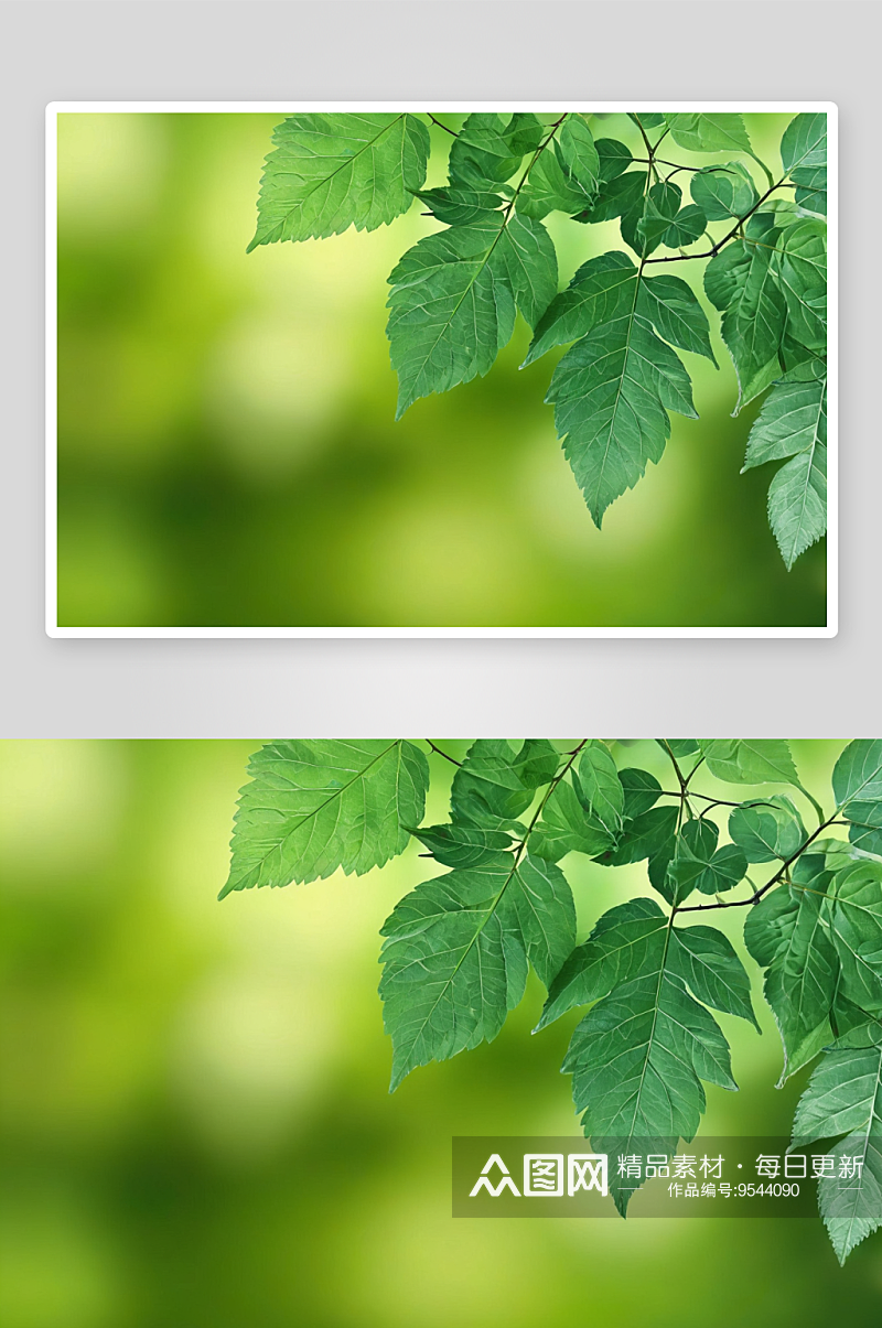 绿色虚化背景绿色树叶图片素材