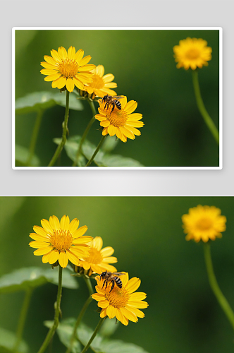 绿色太阳花蜜蜂图片