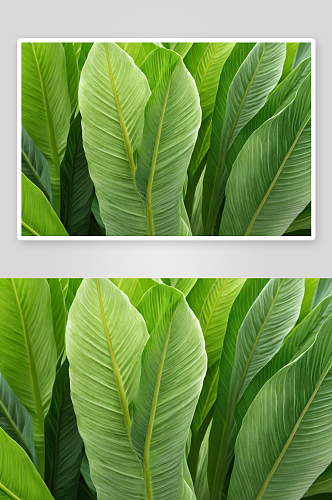 绿色美人蕉叶子图片