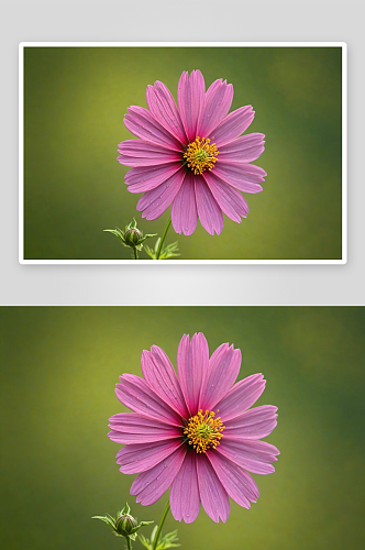 绿色背景前粉色波斯菊花优雅地绽放着图片