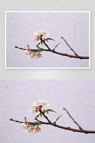 萝岗香雪梅花图片