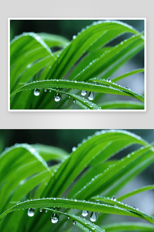 露珠水珠水滴叶子草雨夏春图片