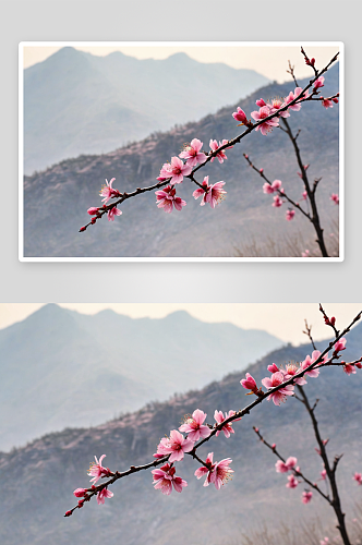 里背景虚化花盛开图片