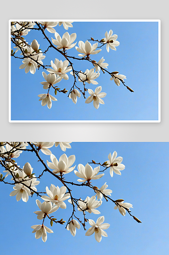 蓝天木兰花白色鲜花图片