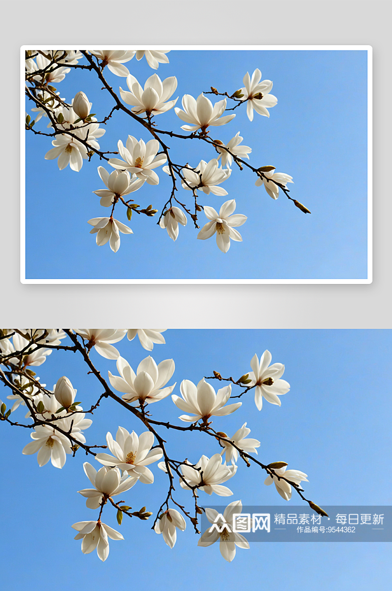 蓝天木兰花白色鲜花图片素材